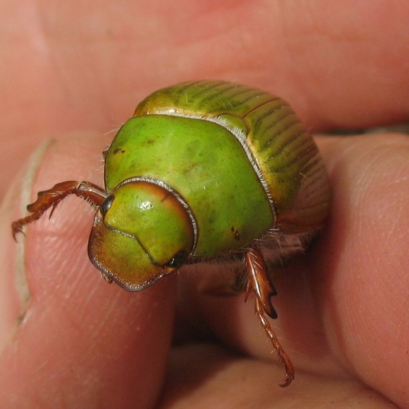 Xylonichus eucalypti