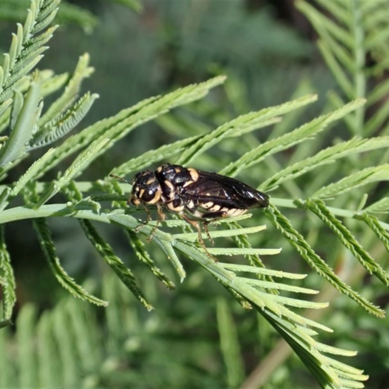 Xyloperga sp. (genus)