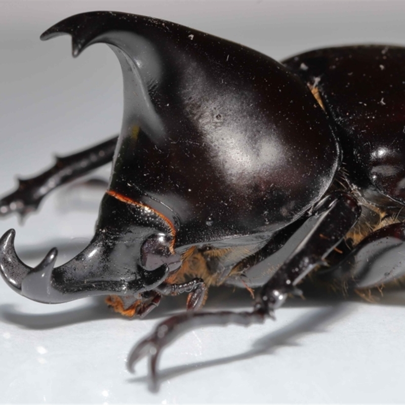 Xylotrupes ulysses australicus