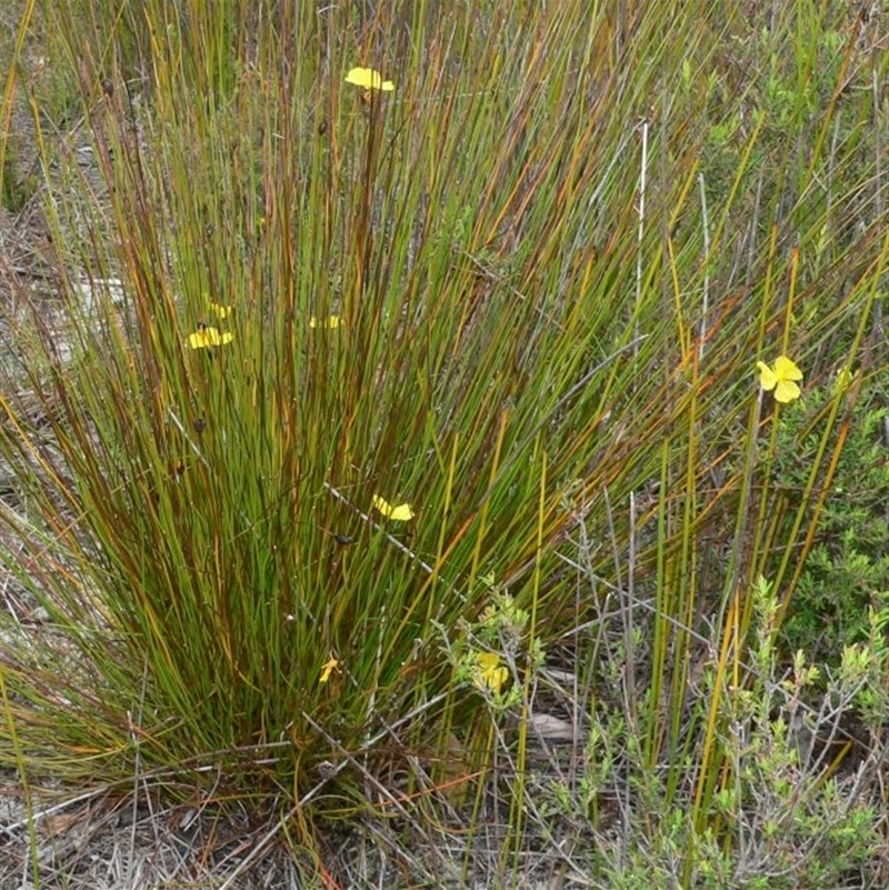 Xyris gracilis