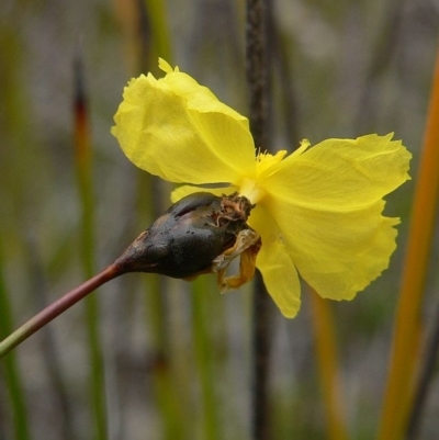 Xyris gracilis