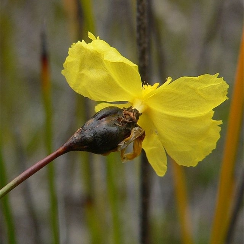 Xyris gracilis