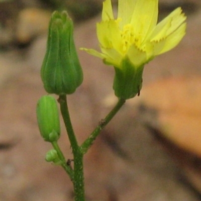 Youngia japonica