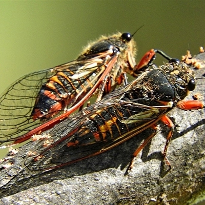 Yoyetta abdominalis