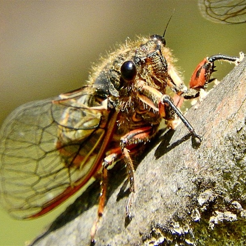 Yoyetta abdominalis