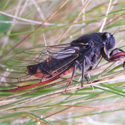 Yoyetta sp. (genus)