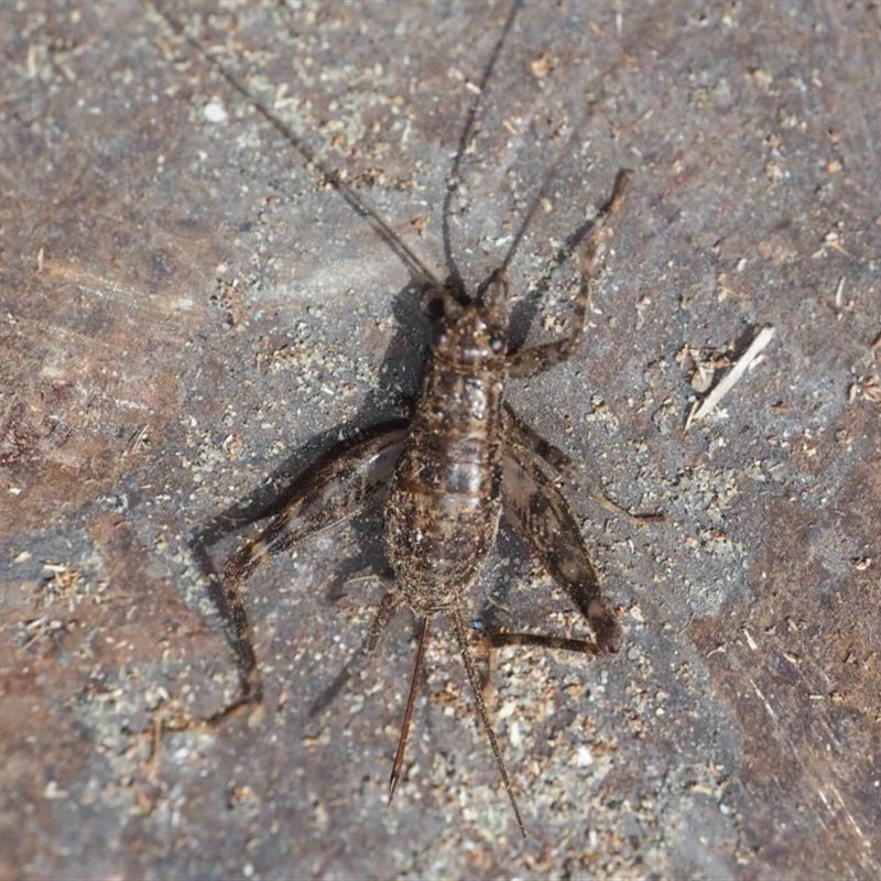 Zaclotathra oligoneura