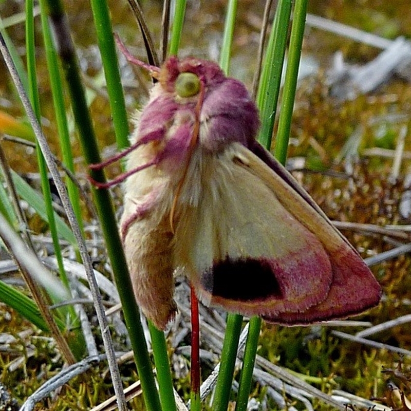 Australothis rubrescens