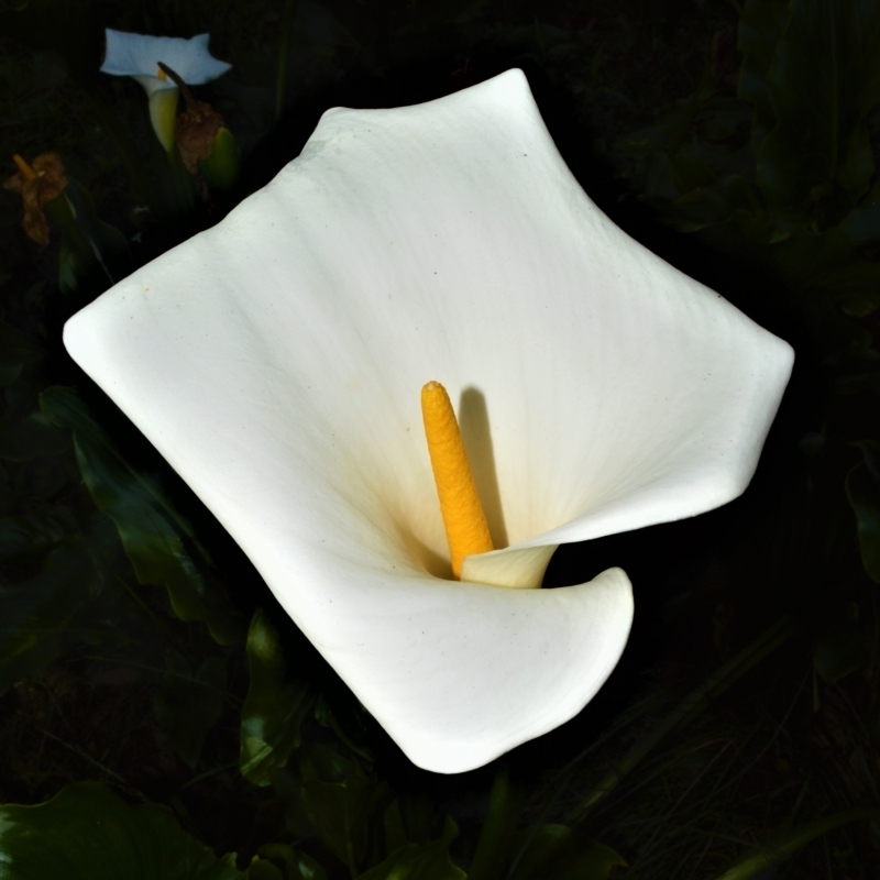 Zantedeschia aethiopica