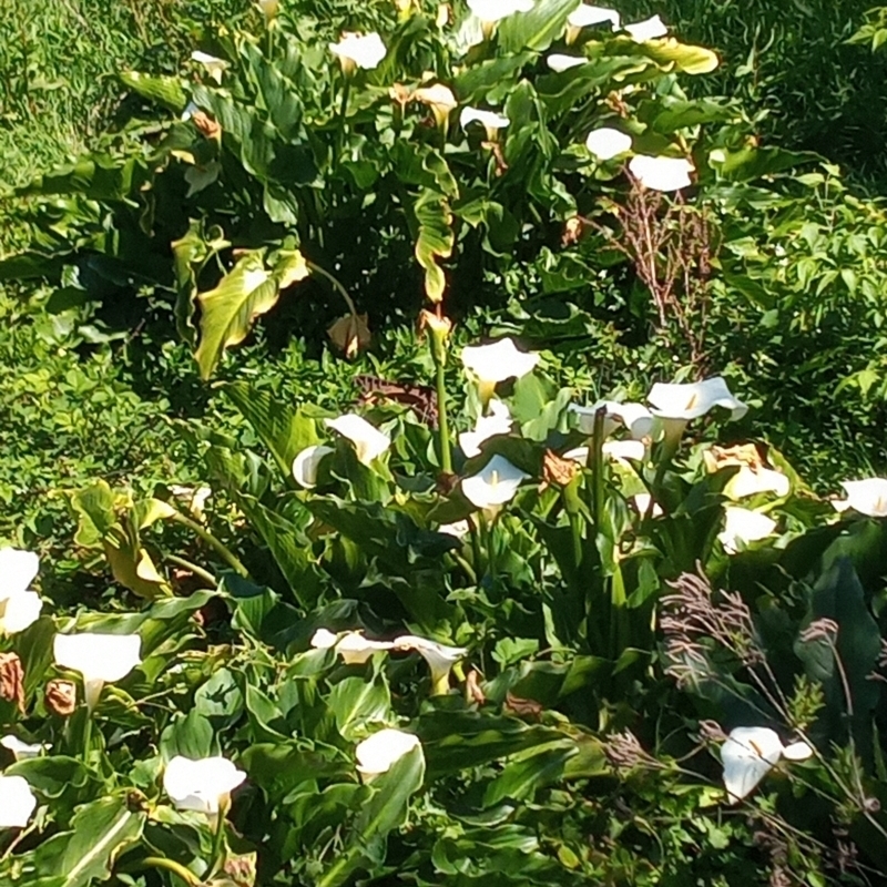 Zantedeschia aethiopica