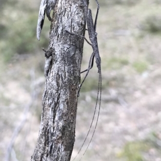 Zaprochilus australis