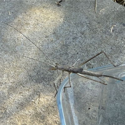 Zaprochilus australis