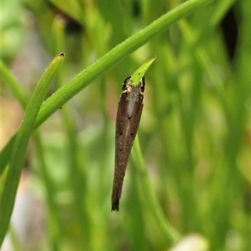 Zelleria cynetica