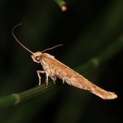 Zelleria cynetica