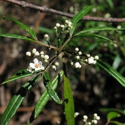 Zieria arborescens subsp. arborescens