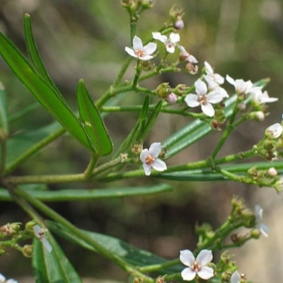 Zieria arborescens subsp. arborescens