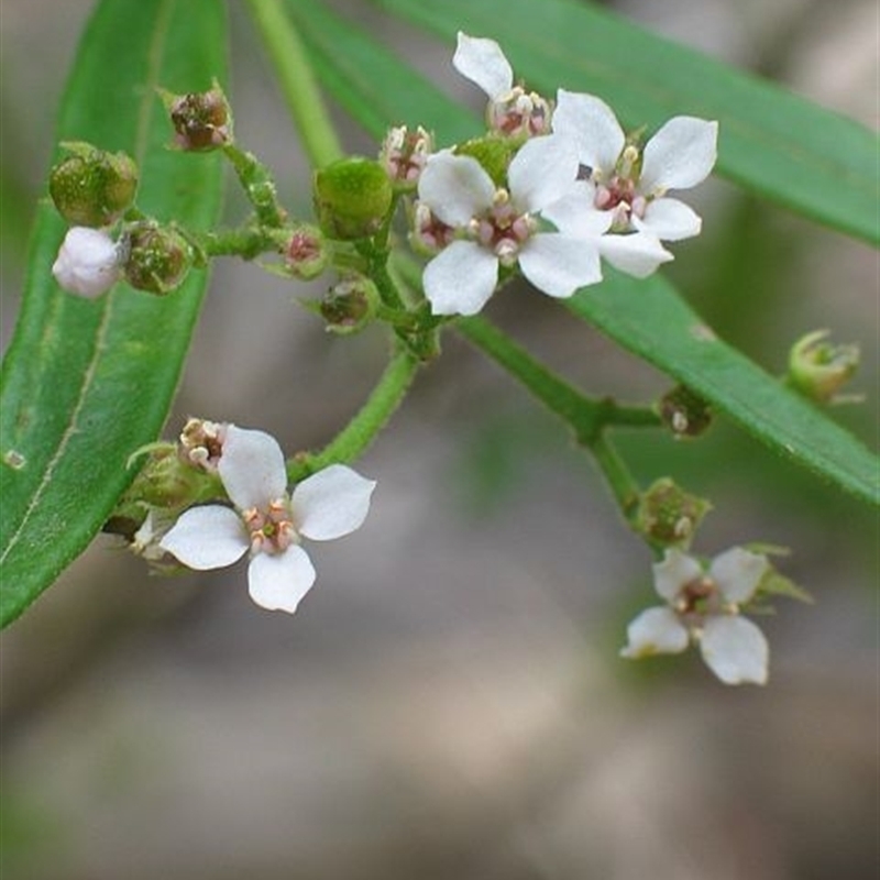 Zieria arborescens subsp. arborescens