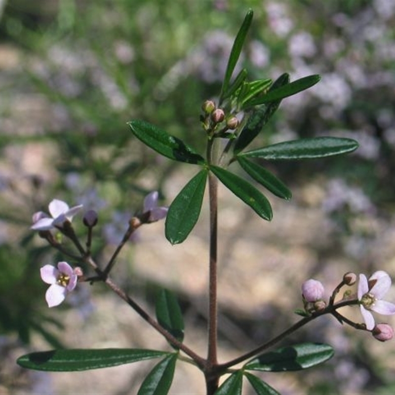 Zieria compacta