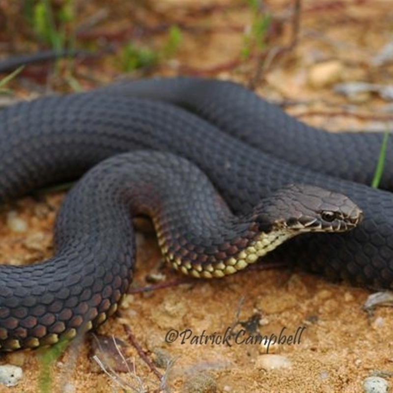 reddish-brown upper lateral and pale yellowish lower lateral colouration