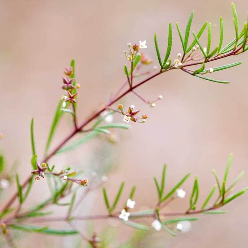 Zieria laxiflora