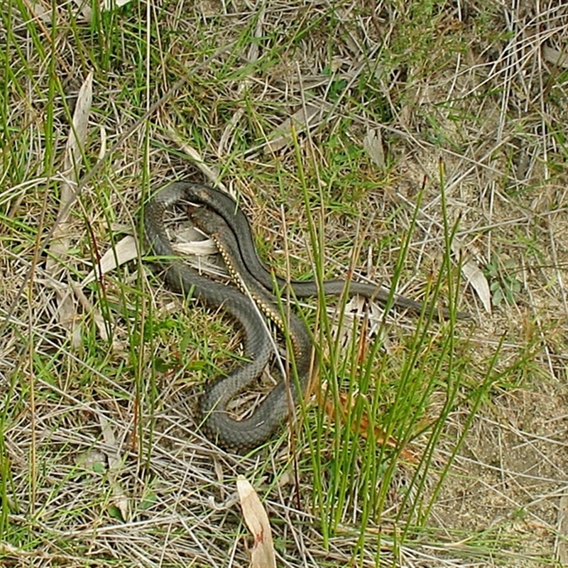 Nadgee Moor specimen