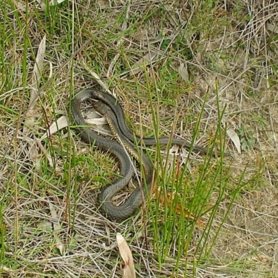 Nadgee Moor specimen