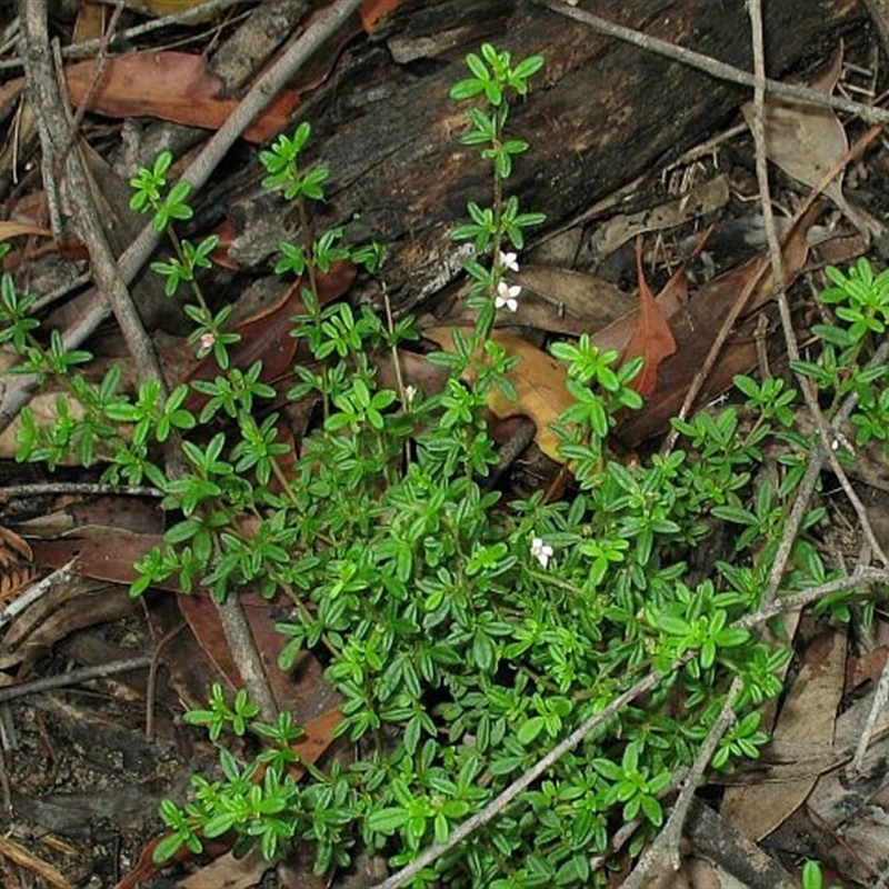 Zieria pilosa