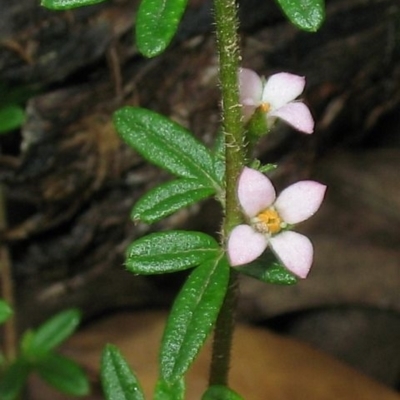 Zieria pilosa