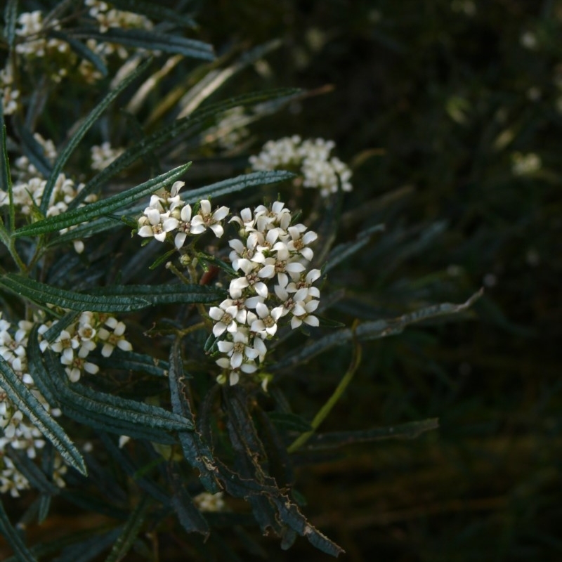 Zieria tuberculata