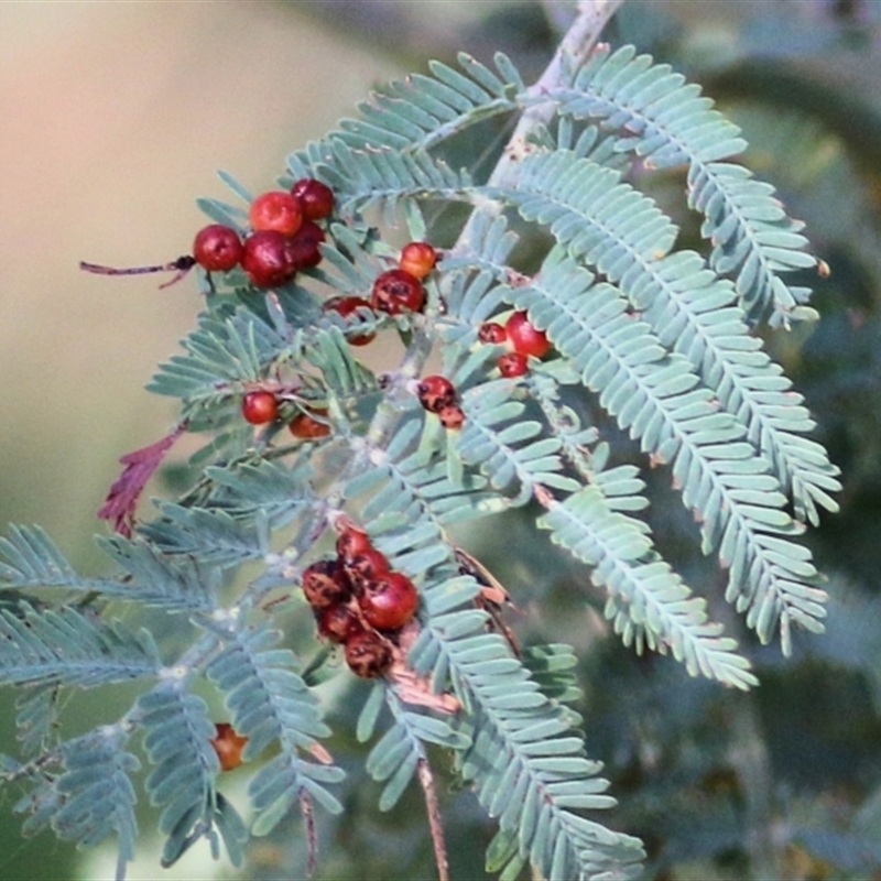 Austroacacidiplosis botrycephalae