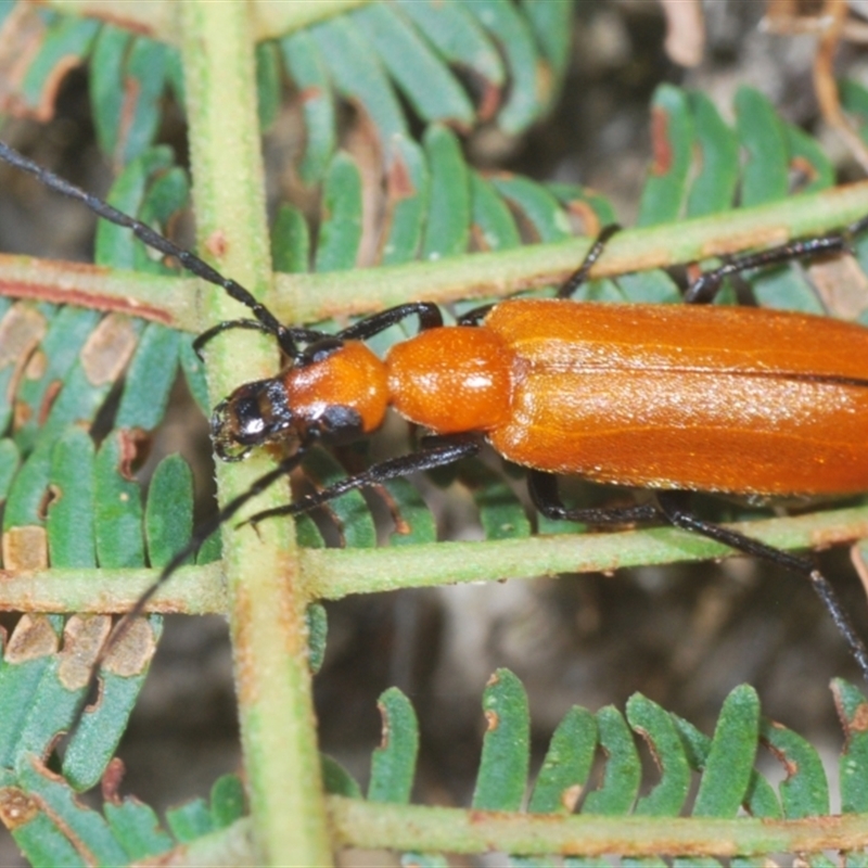 Zonitis sp. (genus)