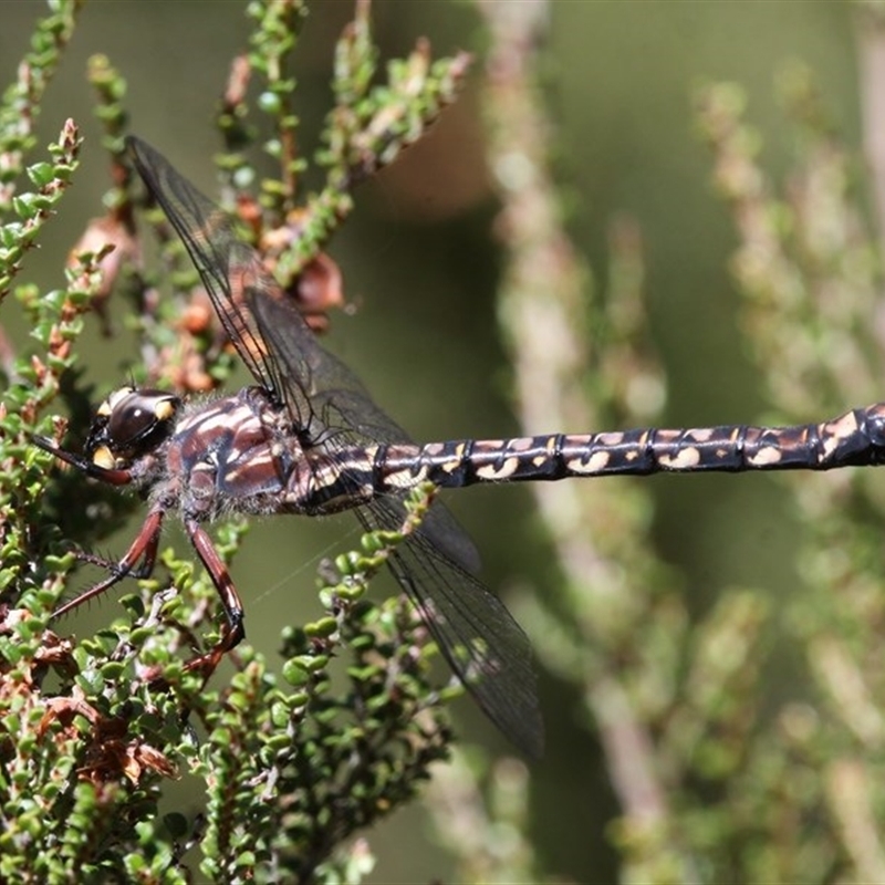 Austroaeschna atrata