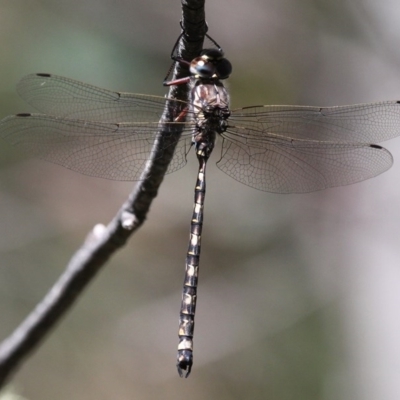 Austroaeschna atrata