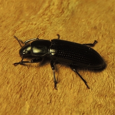 Zophophilus sp. (genus)