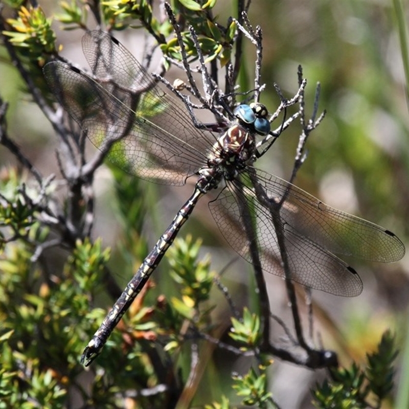 Austroaeschna flavomaculata