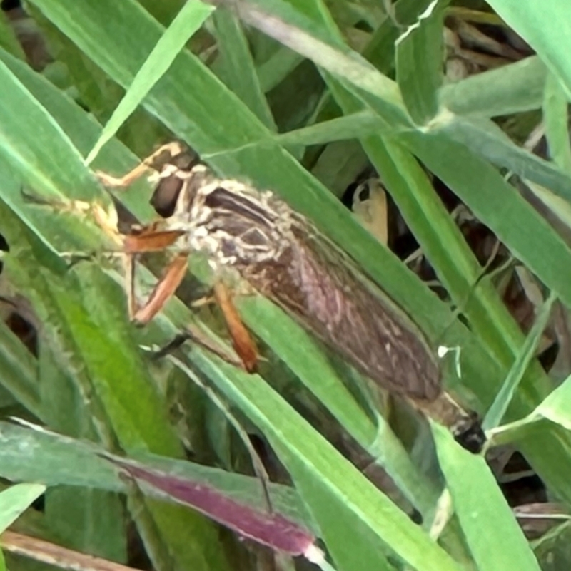 Zosteria fulvipubescens