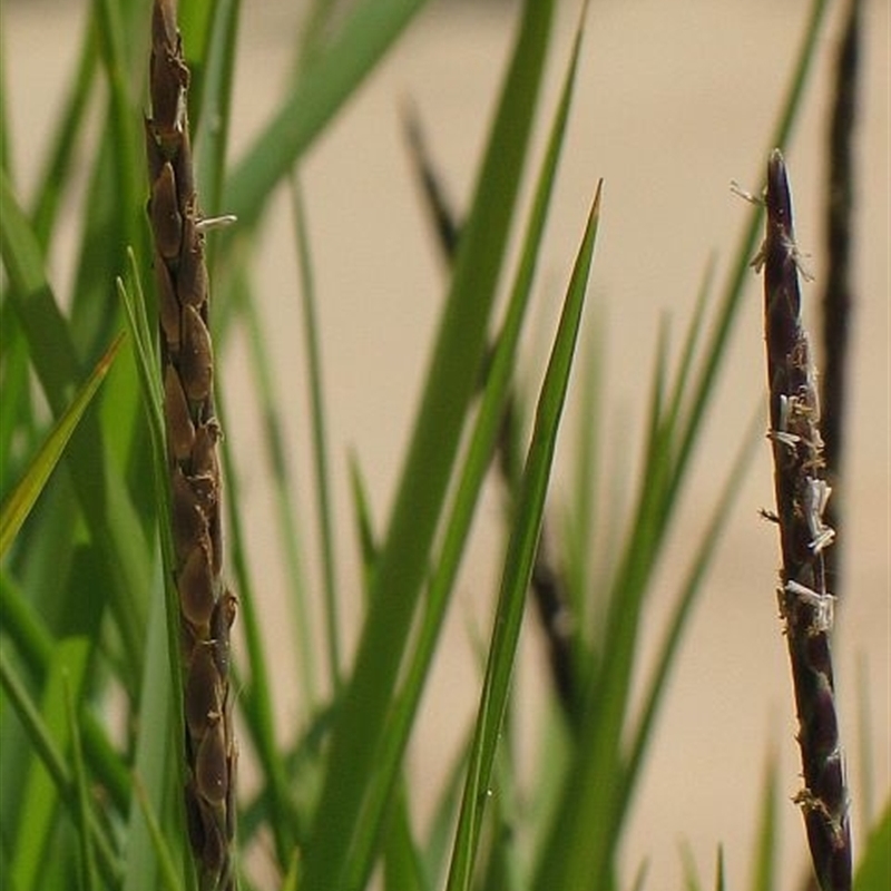 Zoysia macrantha