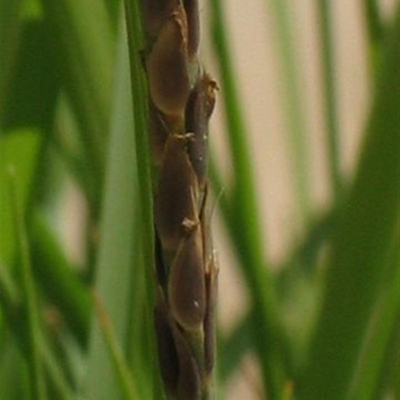 Zoysia macrantha