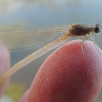 Zygoptera (suborder)