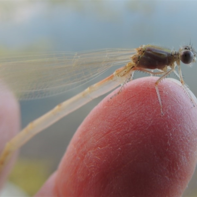 Zygoptera (suborder)