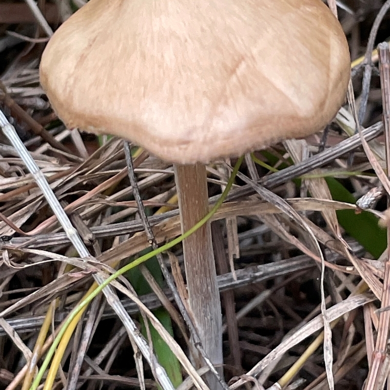 zz agaric (stem; gills not white/cream)