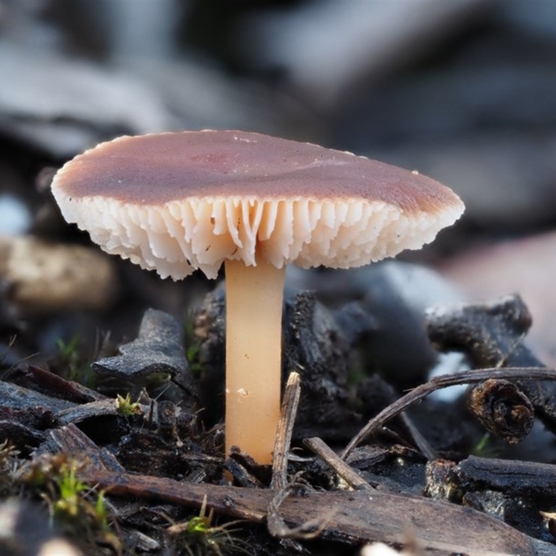 zz agaric (stem; gills white/cream)