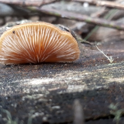 zz Agaric (stemless)