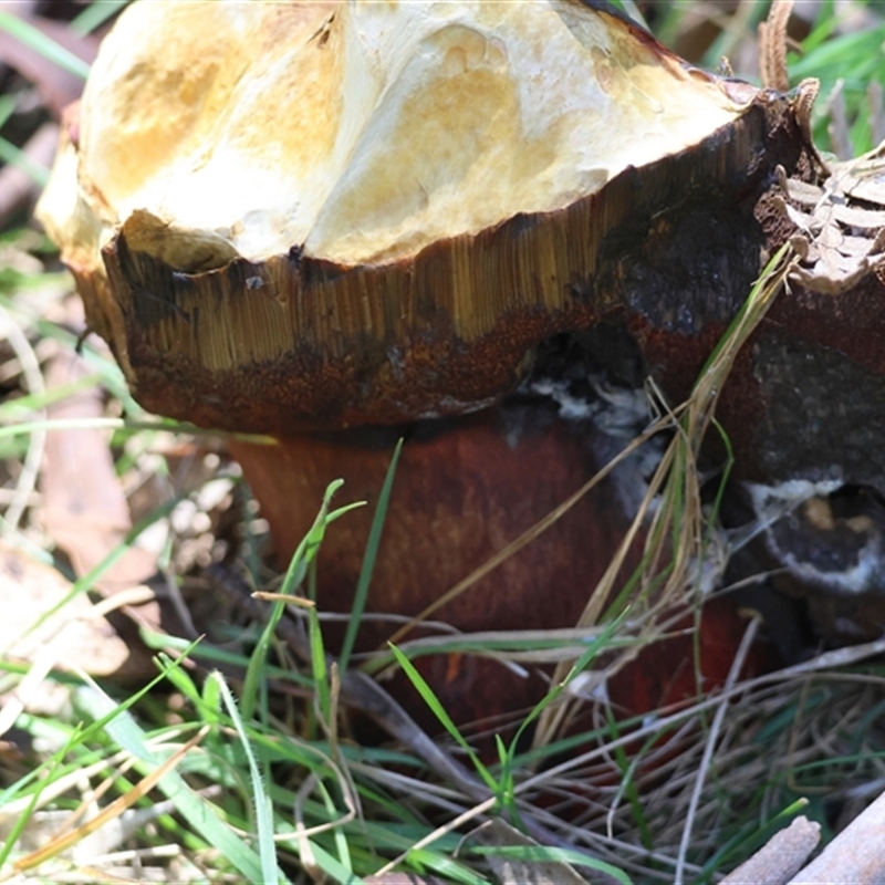 zz bolete