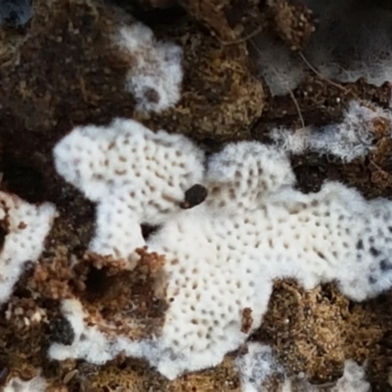 zz flat polypore - white(ish)