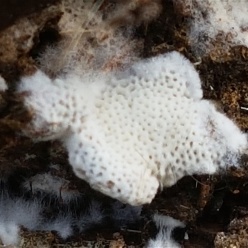 zz flat polypore - white(ish)