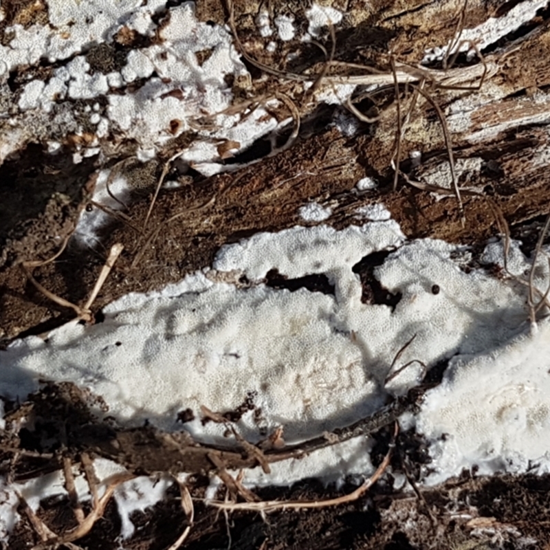 zz flat polypore - white(ish)