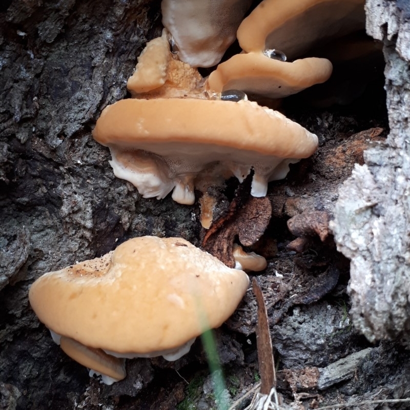 zz Polypore (shelf/hoof-like)