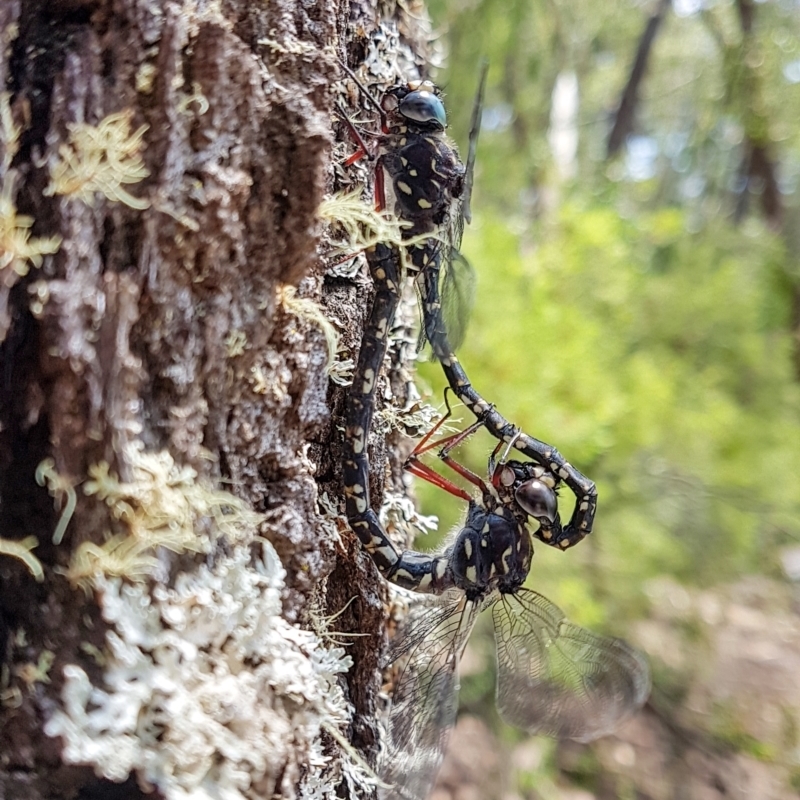 Austroaeschna obscura