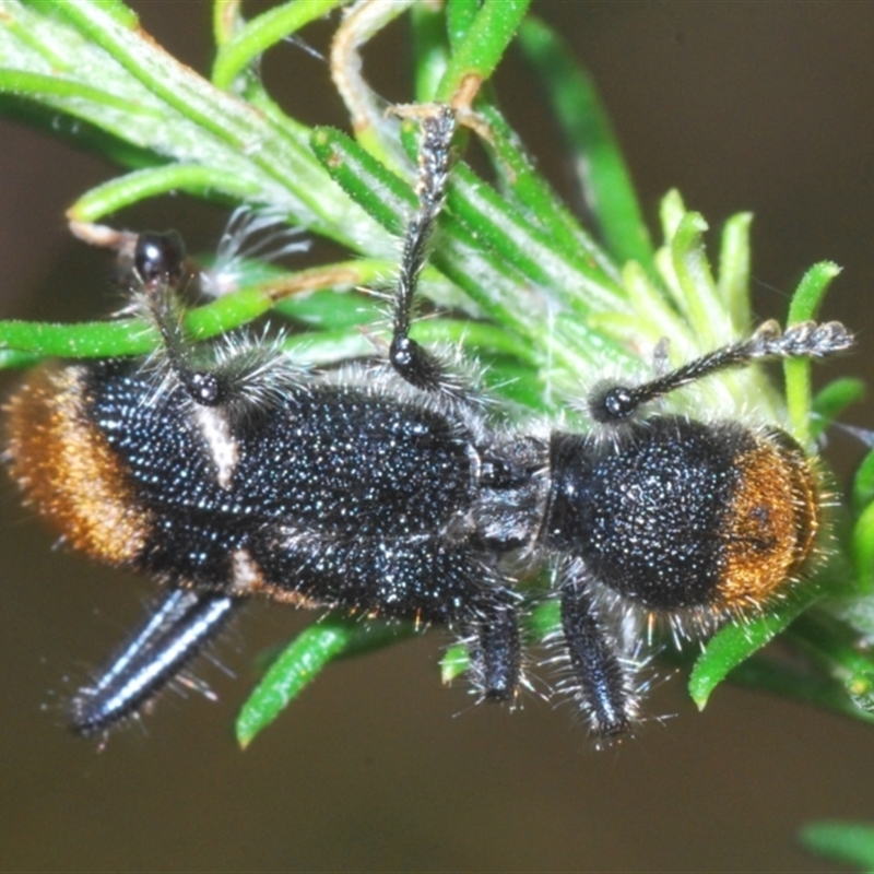 Zenithicola sp. (genus)